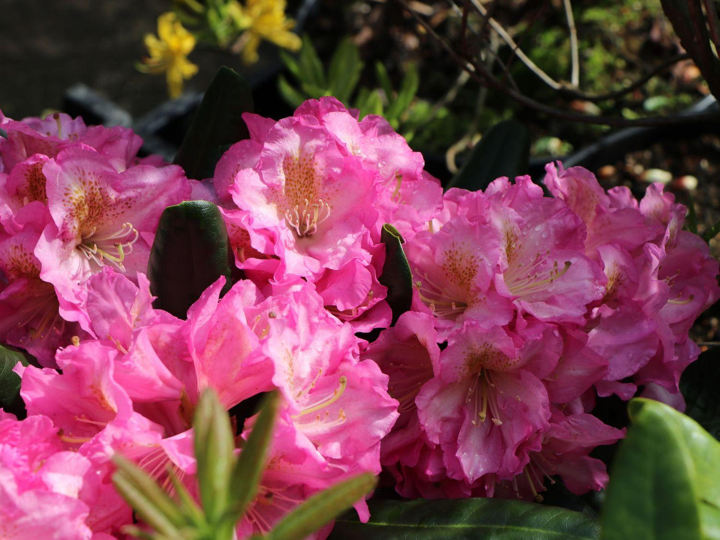 Rhododendron Scintillation - View 14 from www redcrocus com