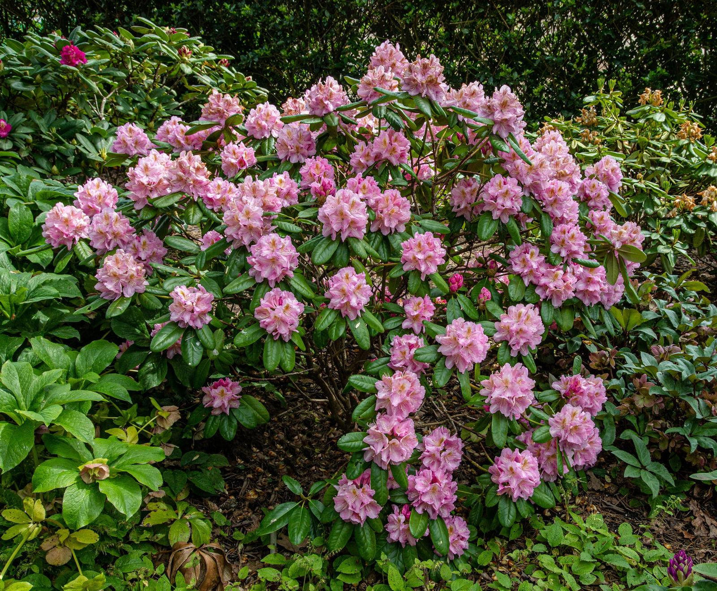 Rhododendron Scintillation - View 20 from www redcrocus com