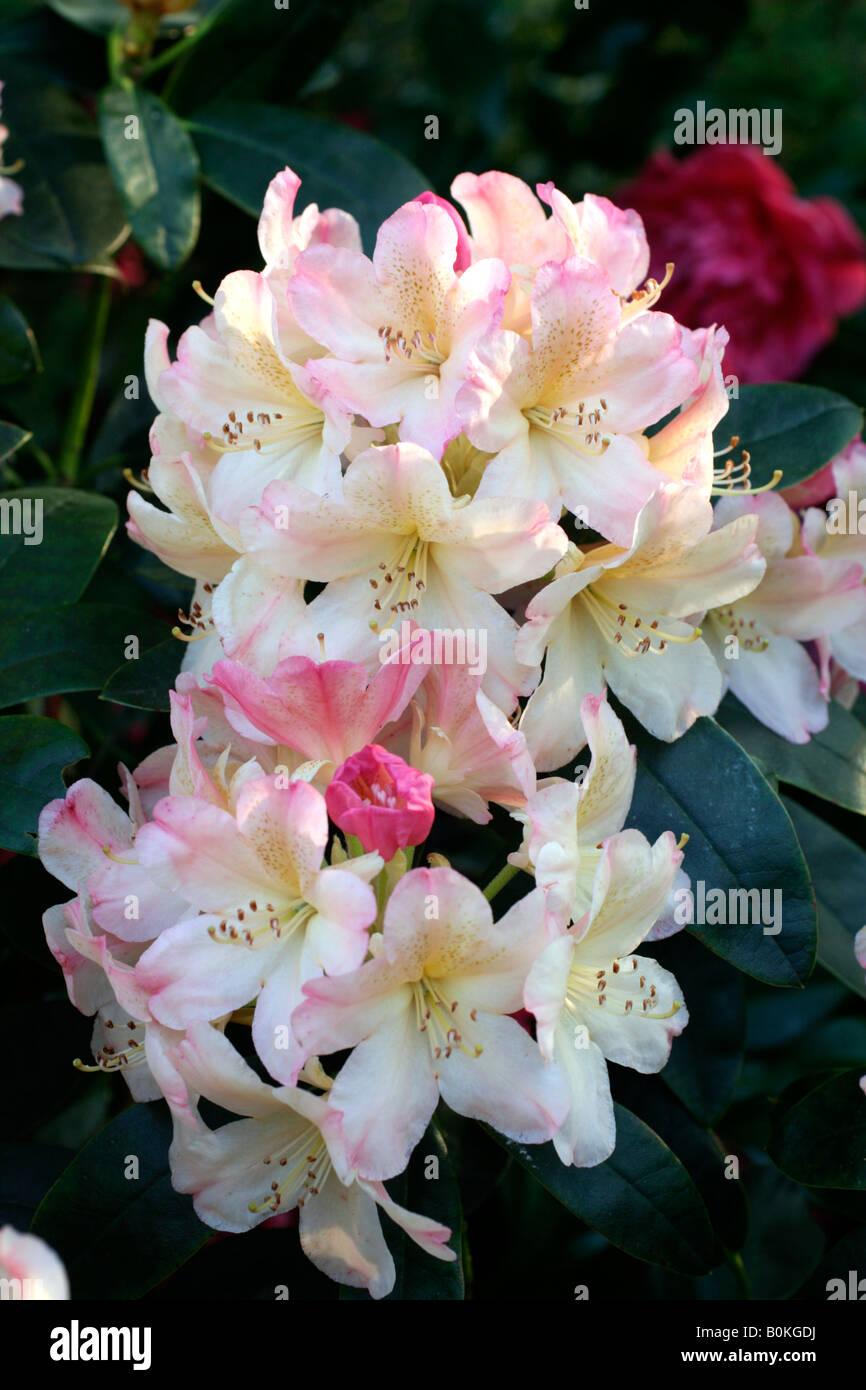 Rhododendron Percy Wiseman - View 11 from www redcrocus com