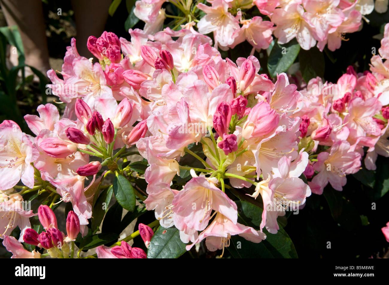 Rhododendron Percy Wiseman - View 11 from www redcrocus com