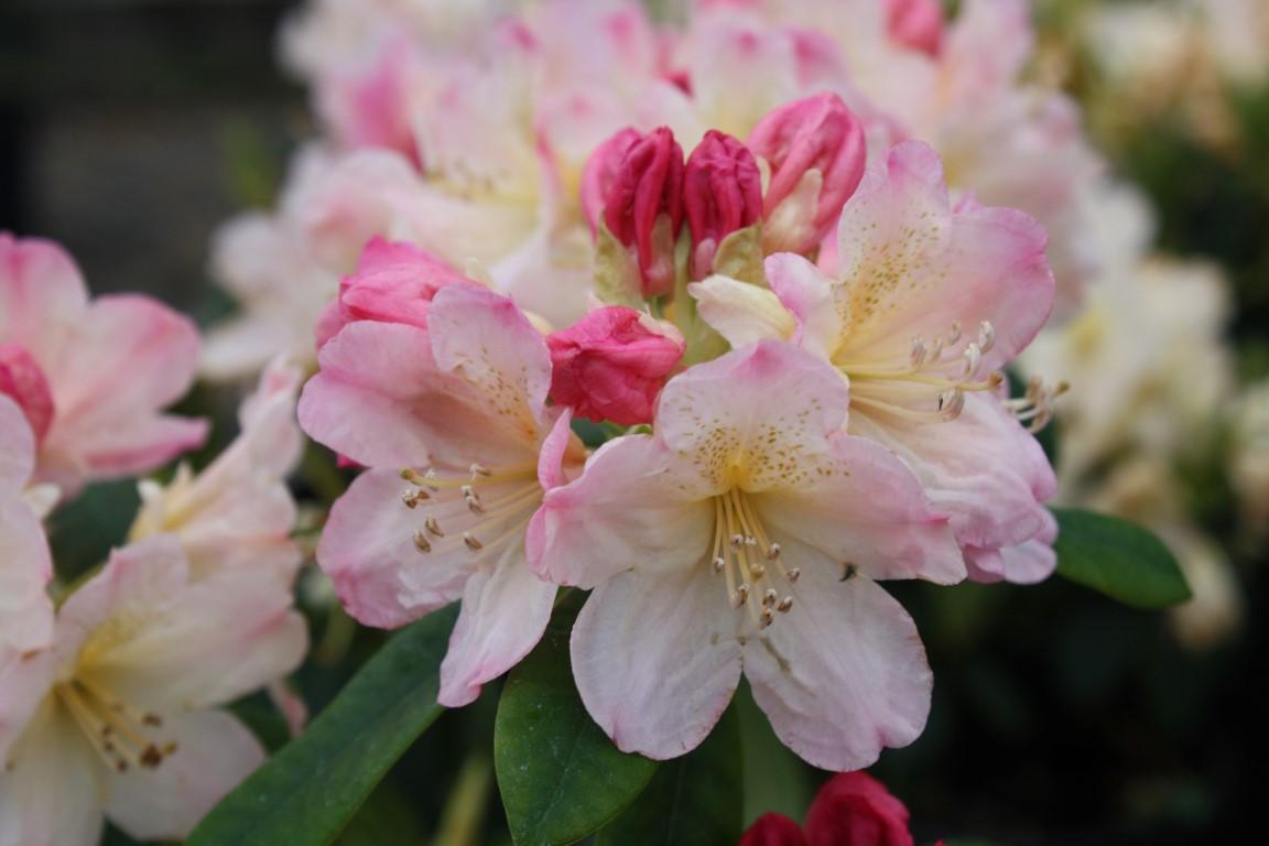 Rhododendron Percy Wiseman - View 19 from www redcrocus com