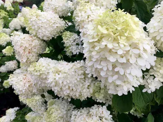 Hydrangea Paniculata 'grandiflora' - View 10 from www redcrocus com