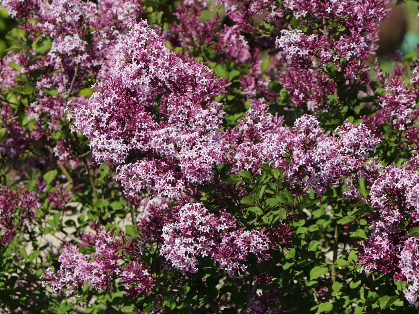 Syringa Meyeri Palibin - View 10 from www redcrocus com