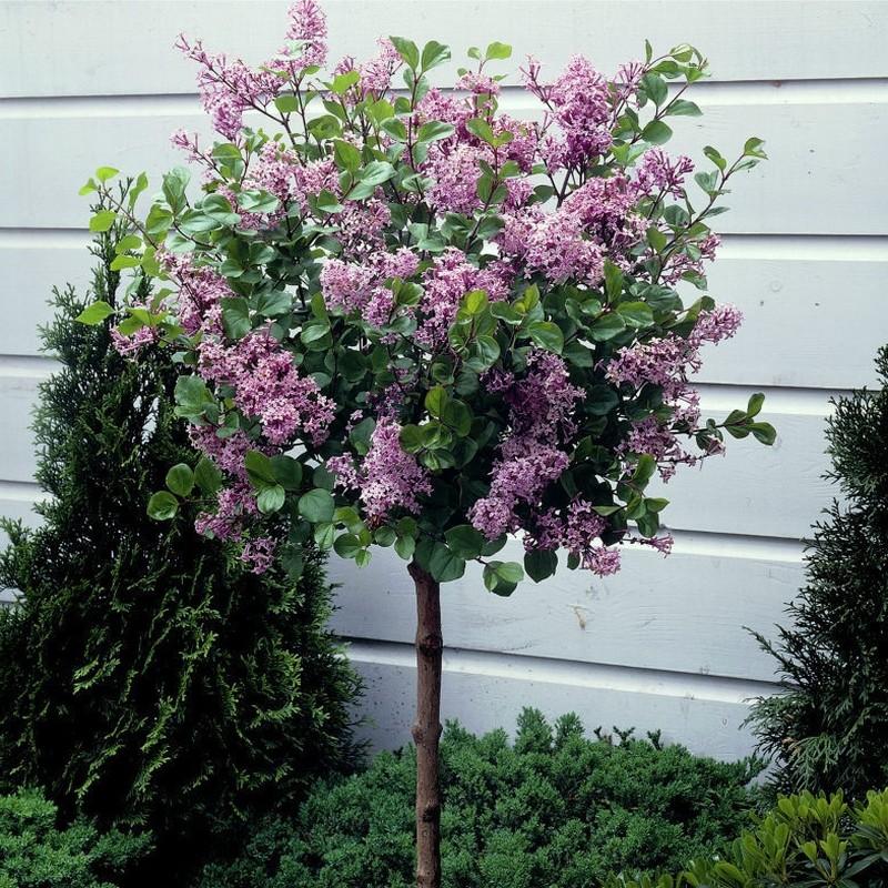 Syringa Meyeri Palibin - View 13 from www redcrocus com