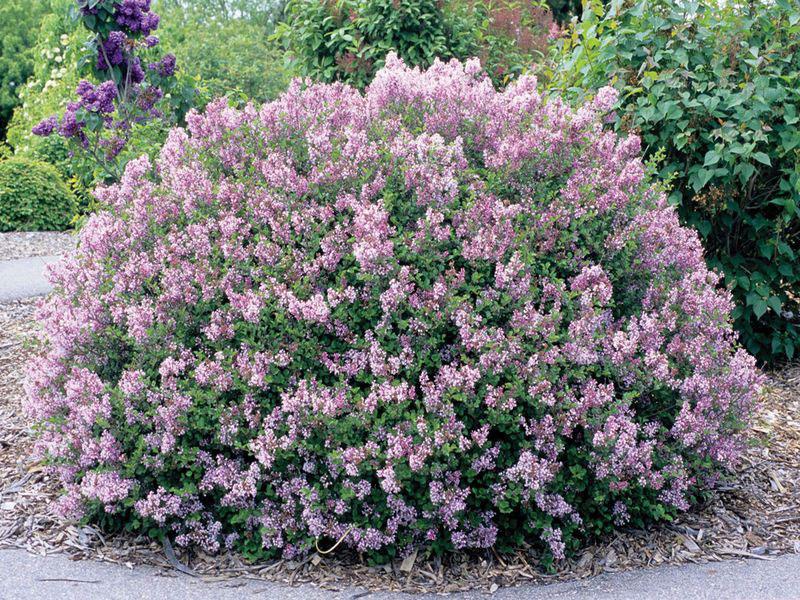 Syringa Meyeri Palibin - View 23 from www redcrocus com