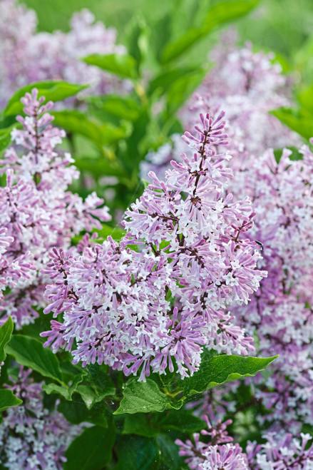 Syringa Meyeri Palibin - View 25 from www redcrocus com