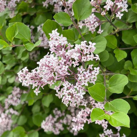 Syringa Meyeri Palibin - View 4 from www redcrocus com