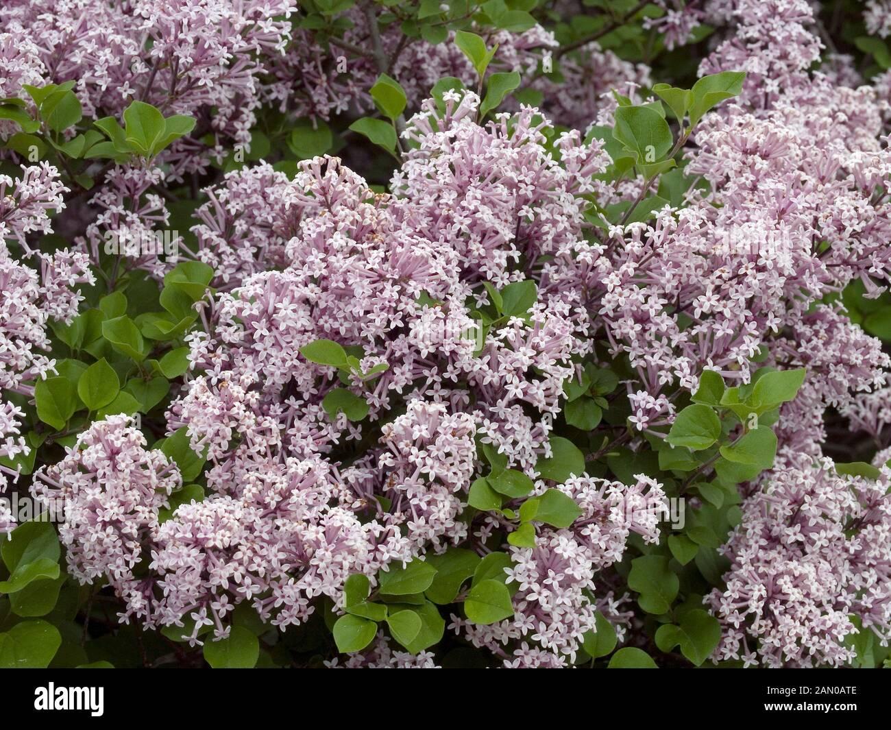Syringa Meyeri Palibin - View 6 from www redcrocus com