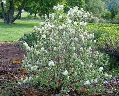 Fothergilla Major Mount Airy - View 11 from www redcrocus com