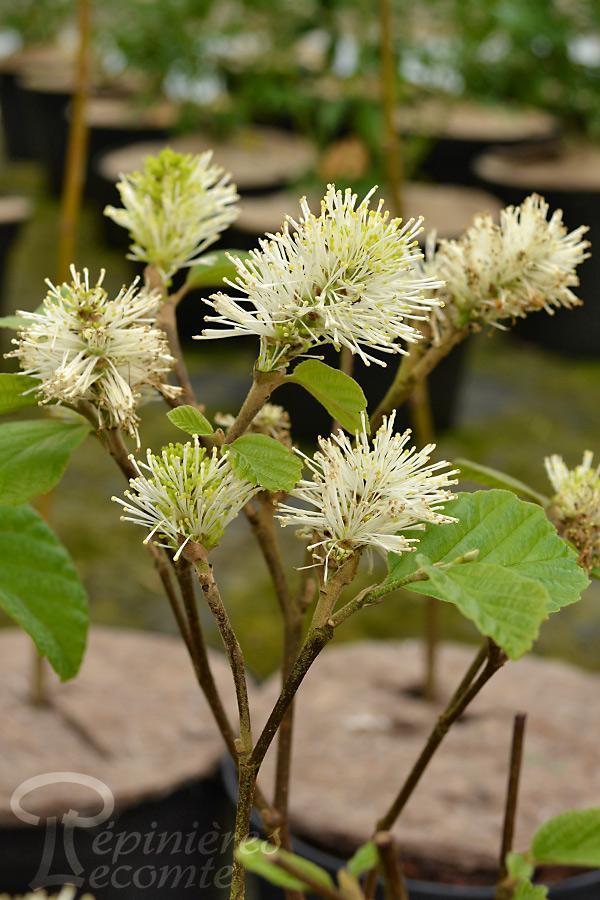 Fothergilla Major Mount Airy - View 13 from www redcrocus com