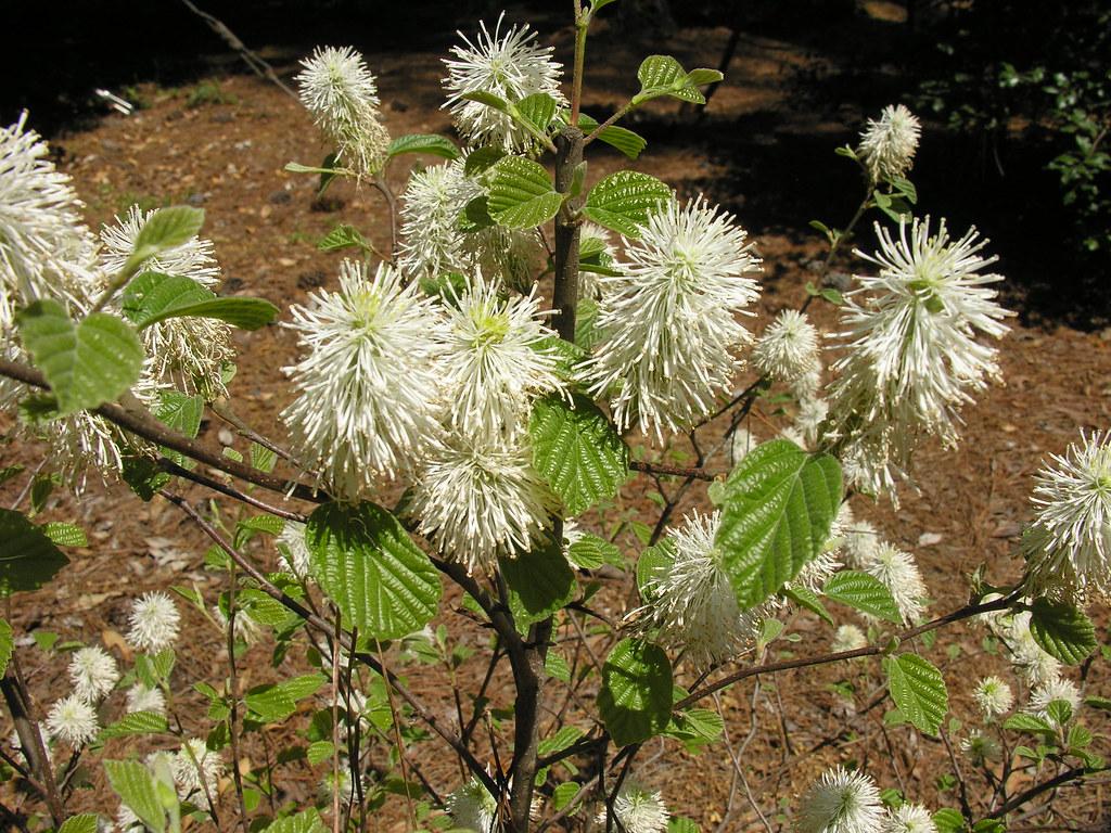 Fothergilla Major Mount Airy - View 15 from www redcrocus com