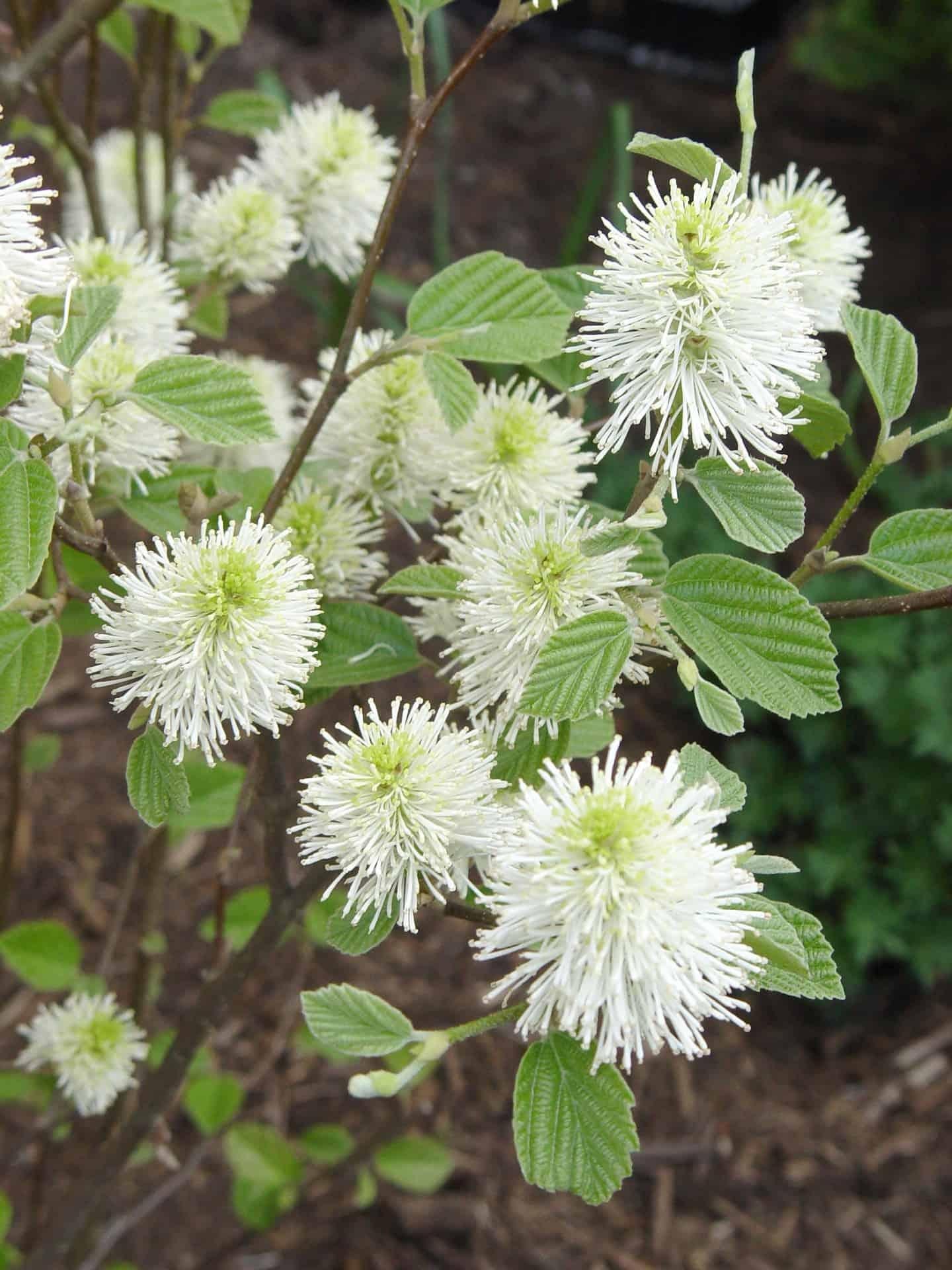 Fothergilla Major Mount Airy - View 16 from www redcrocus com