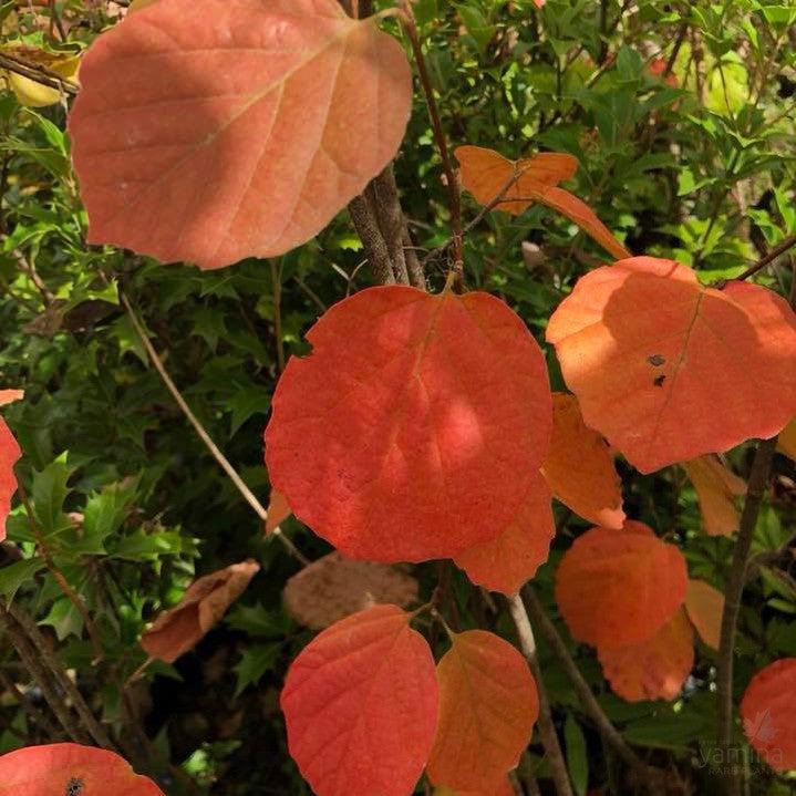 Fothergilla Major Mount Airy - View 17 from www redcrocus com