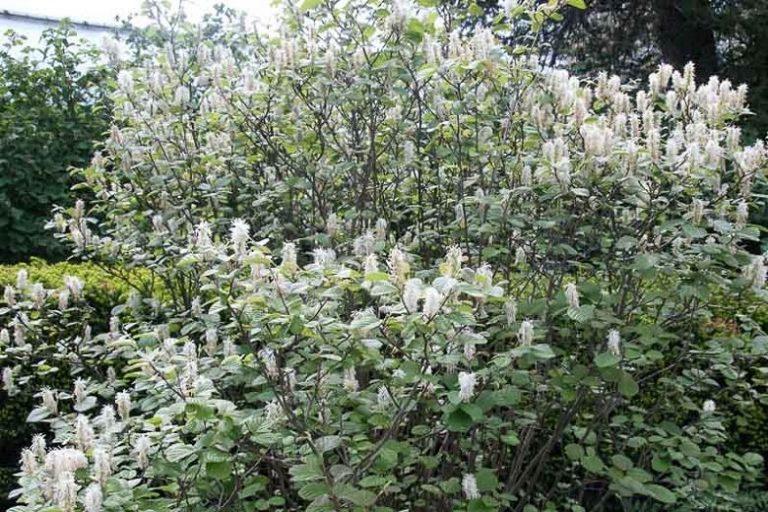 Fothergilla Major Mount Airy - View 6 from www redcrocus com