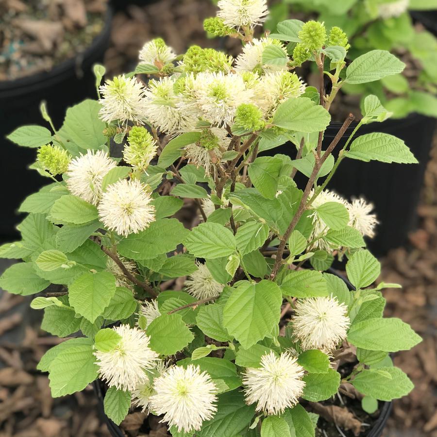 Fothergilla Major Mount Airy - View 7 from www redcrocus com
