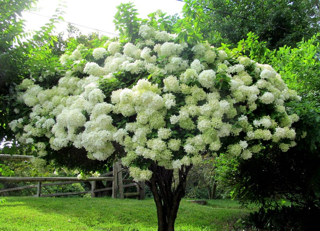 Hydrangea Paniculata Grandiflora Tree Form - View 10 from www redcrocus com