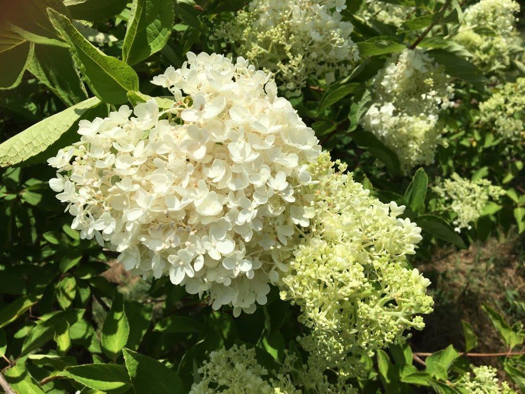 Hydrangea Paniculata Grandiflora Tree Form - View 11 from www redcrocus com