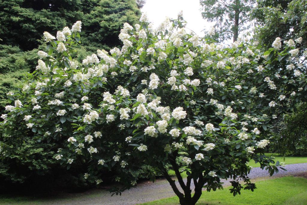 Hydrangea Paniculata Grandiflora Tree Form - View 12 from www redcrocus com
