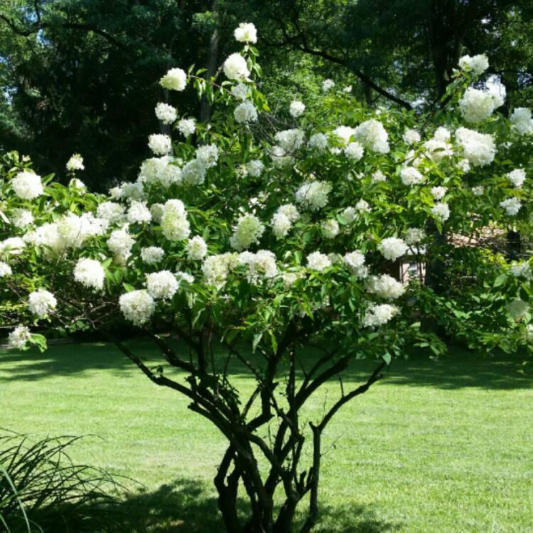 Hydrangea Paniculata Grandiflora Tree Form - View 13 from www redcrocus com