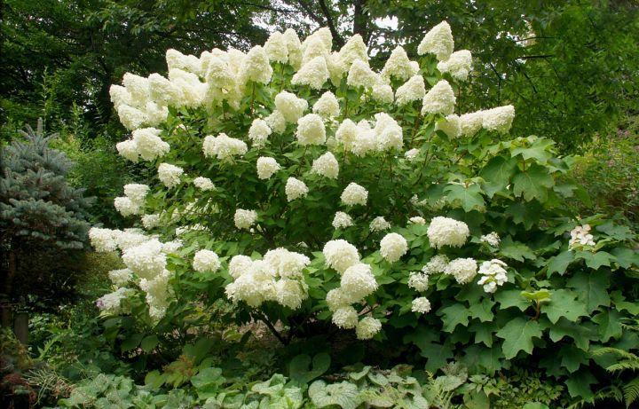Hydrangea Paniculata Grandiflora Tree Form - View 14 from www redcrocus com