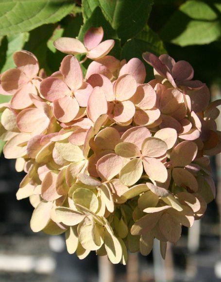 Hydrangea Paniculata Grandiflora Tree Form - View 15 from www redcrocus com