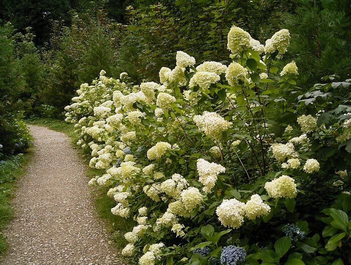 Hydrangea Paniculata Grandiflora Tree Form - View 16 from www redcrocus com