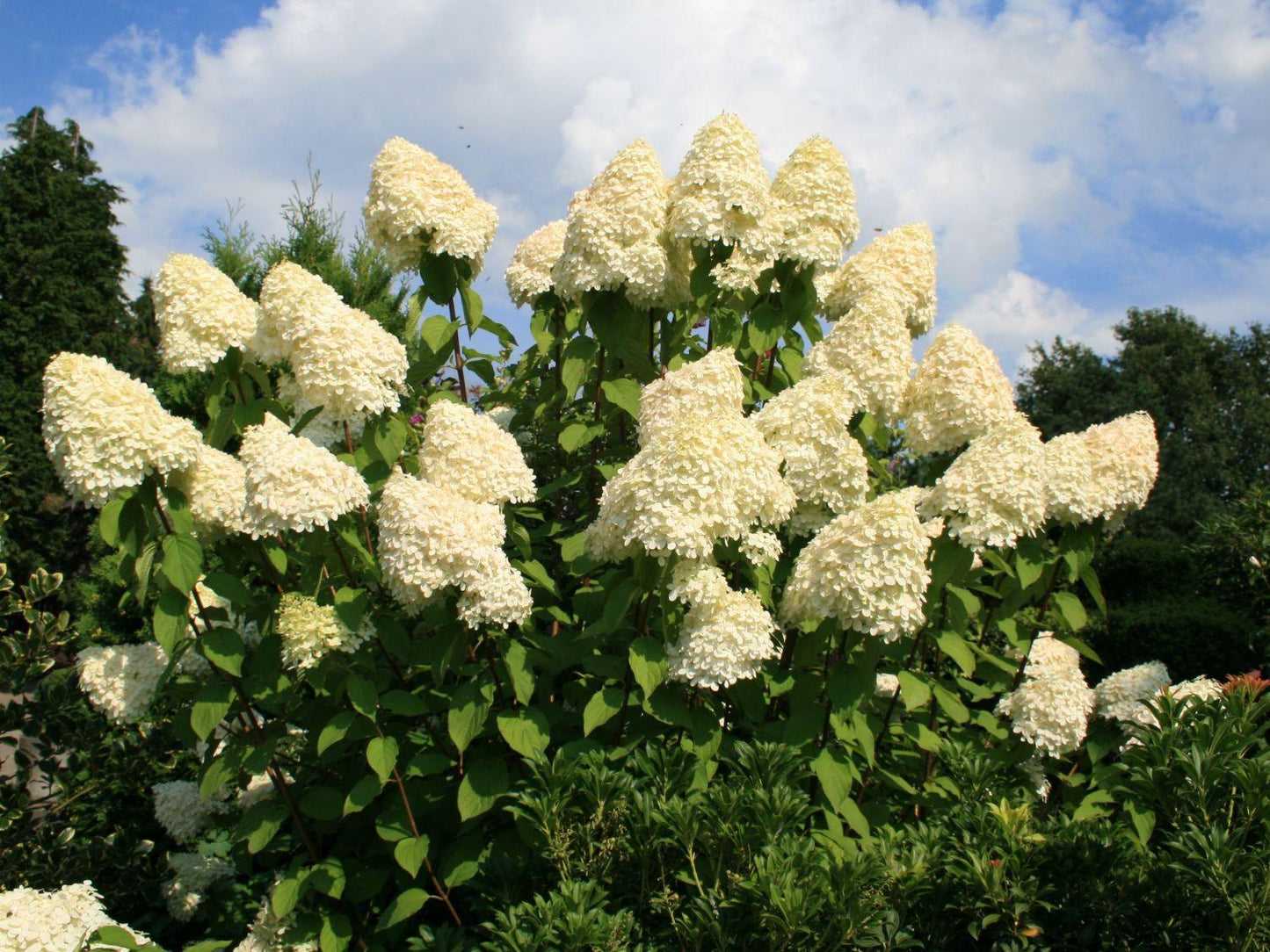 Hydrangea Paniculata Grandiflora Tree Form - View 17 from www redcrocus com