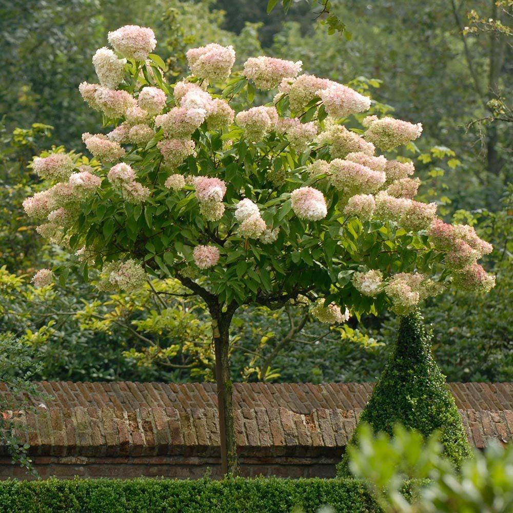 Hydrangea Paniculata Grandiflora Tree Form - View 1 from www redcrocus com