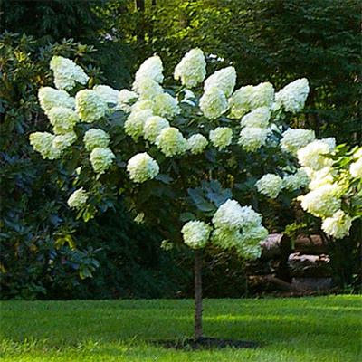 Hydrangea Paniculata Grandiflora Tree Form - View 2 from www redcrocus com