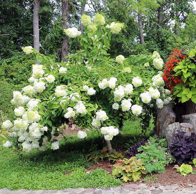 Hydrangea Paniculata Grandiflora Tree Form - View 3 from www redcrocus com