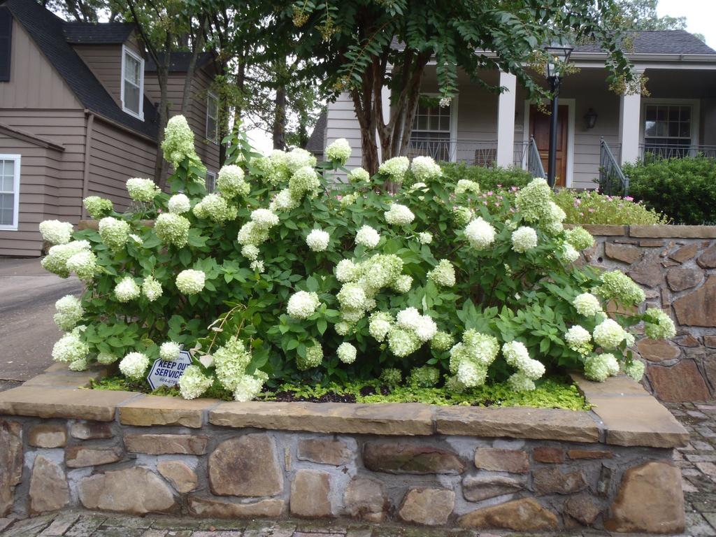 Hydrangea Paniculata Grandiflora Tree Form - View 4 from www redcrocus com