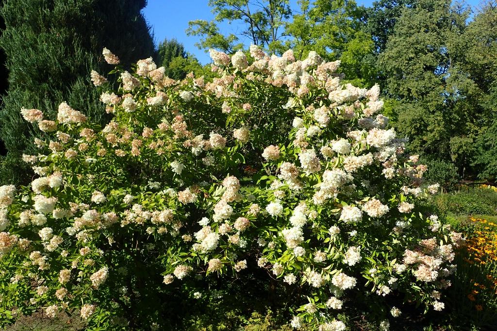 Hydrangea Paniculata Grandiflora Tree Form - View 5 from www redcrocus com