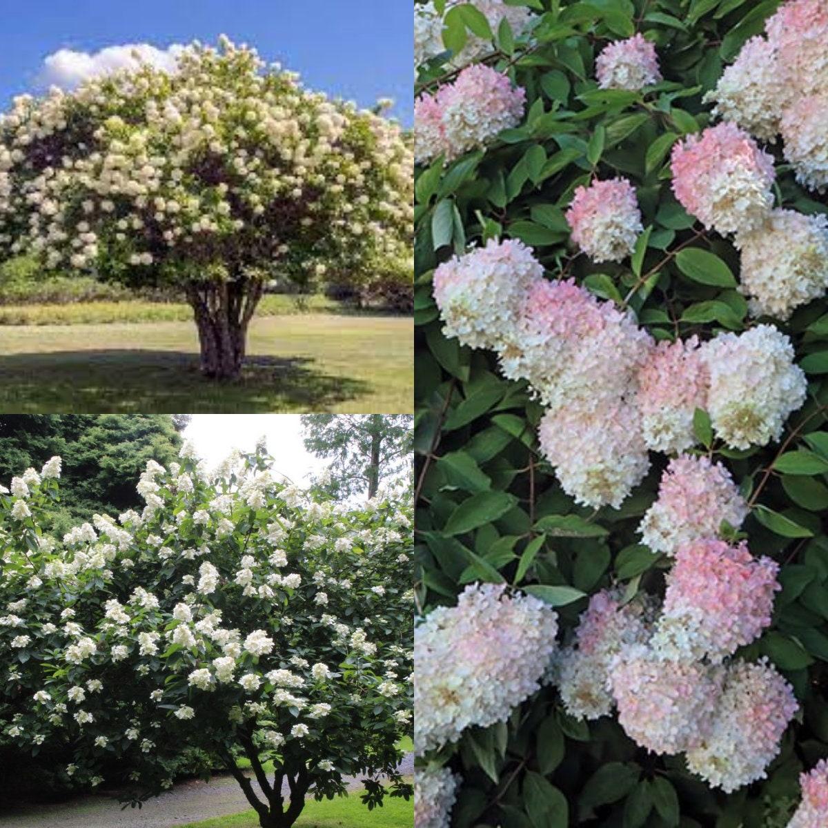 Hydrangea Paniculata Grandiflora Tree Form - View 6 from www redcrocus com