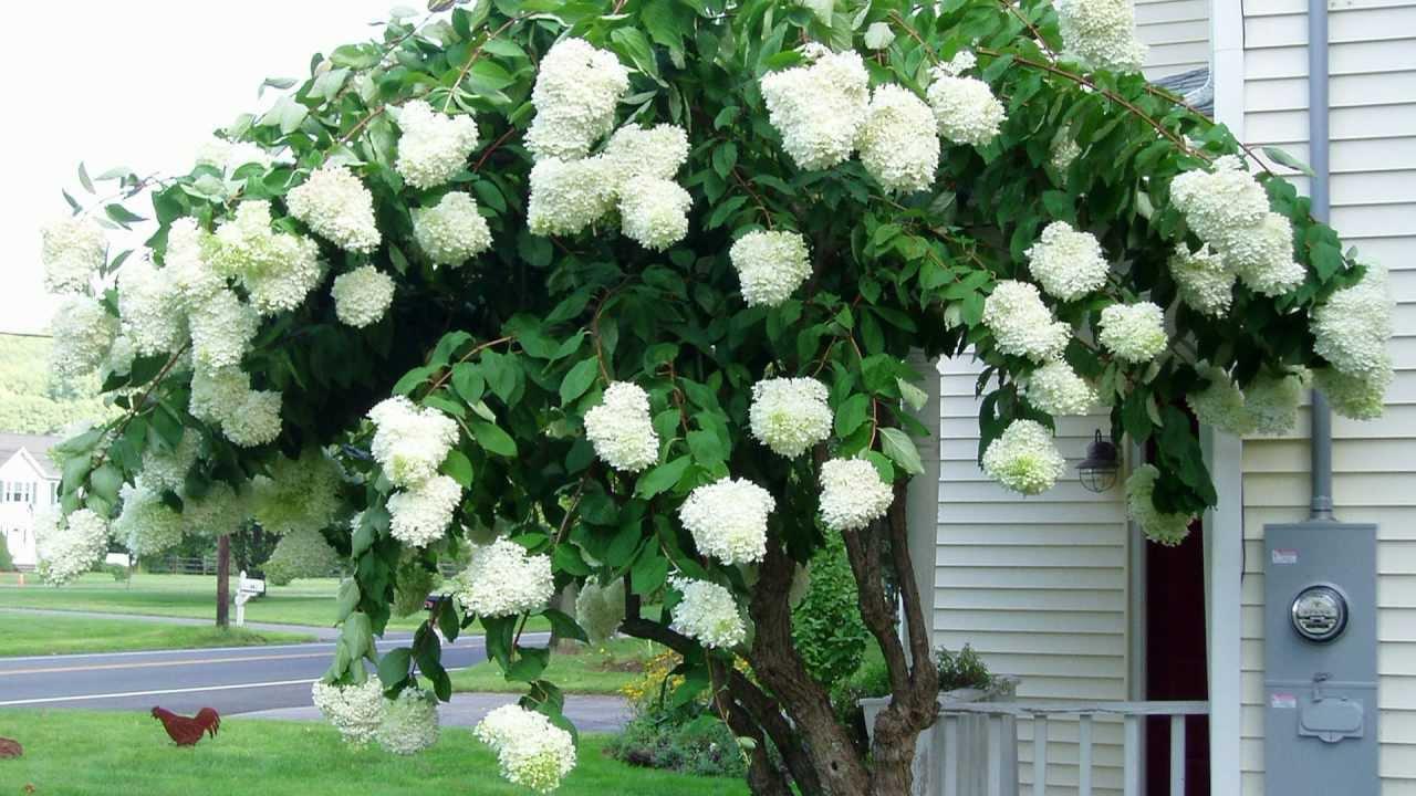 Hydrangea Paniculata Grandiflora Tree Form - View 8 from www redcrocus com