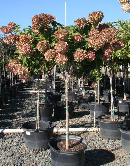 Hydrangea Paniculata Grandiflora Tree Form - View 9 from www redcrocus com