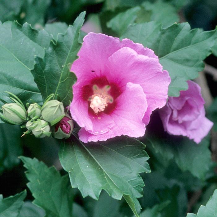 Hibiscus Syriacus 'minerva' - View 9 from www redcrocus com
