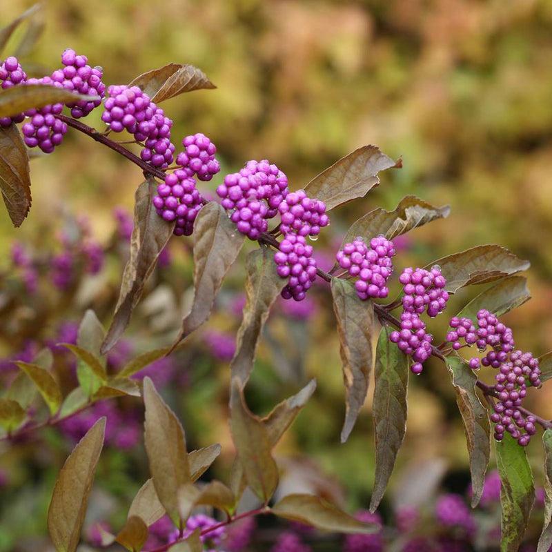 Callicarpa Dichotoma Early Amethyst - View 11 from www redcrocus com