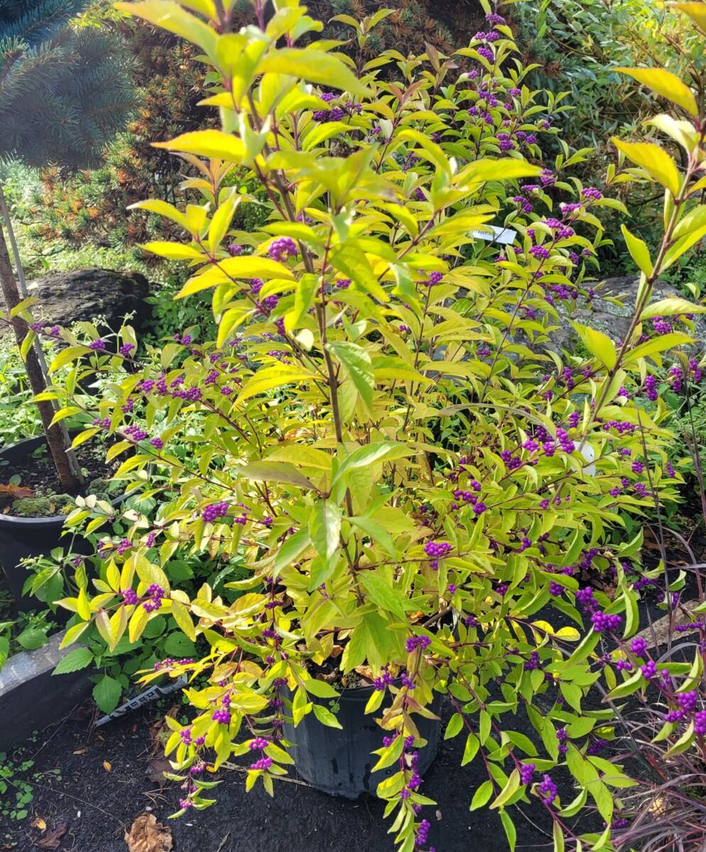 Callicarpa Dichotoma Early Amethyst - View 12 from www redcrocus com