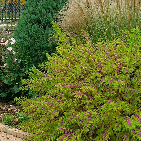 Callicarpa Dichotoma Early Amethyst - View 13 from www redcrocus com