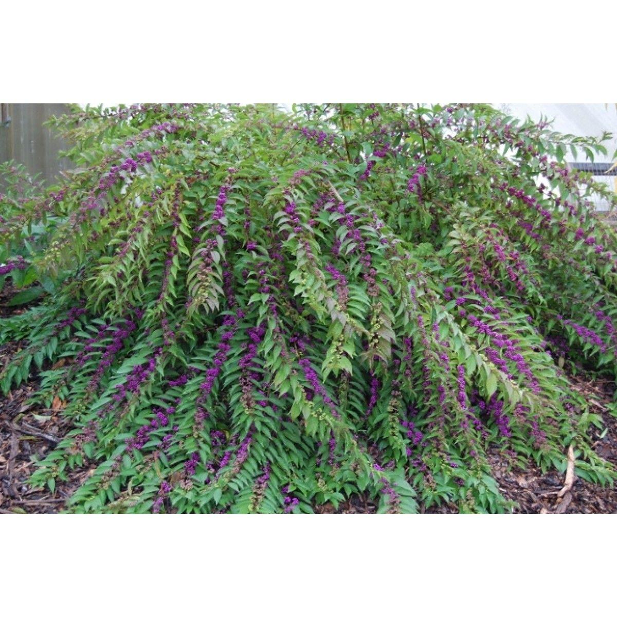 Callicarpa Dichotoma Early Amethyst - View 20 from www redcrocus com