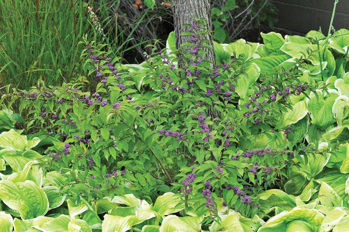 Callicarpa Dichotoma Early Amethyst - View 3 from www redcrocus com