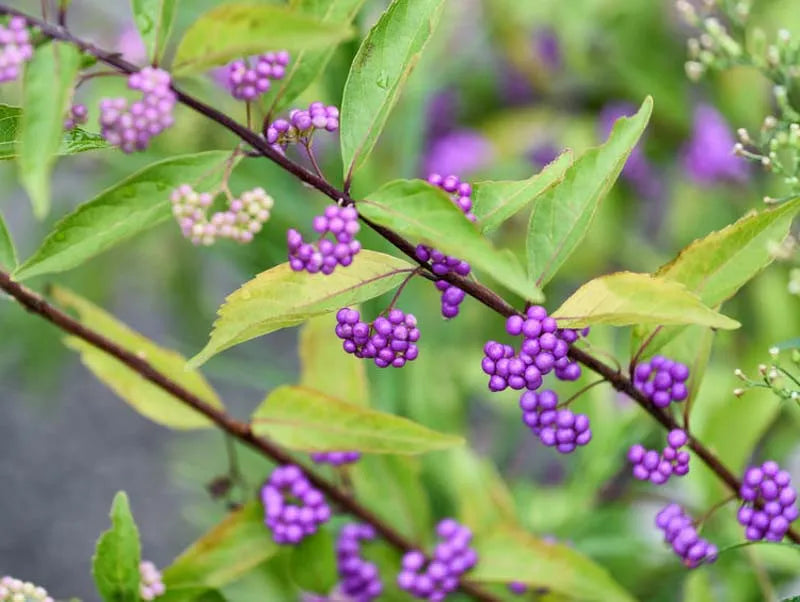 Callicarpa Dichotoma Early Amethyst - View 6 from www redcrocus com