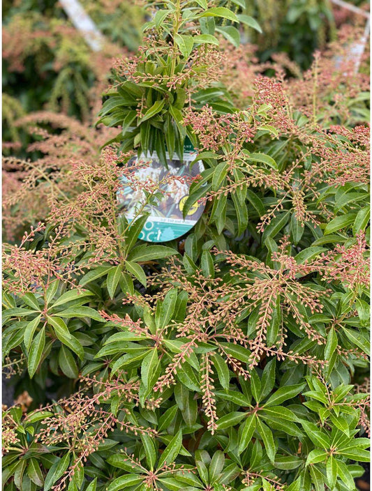 Pieris Japonica 'dorothy Wycoff' - View 11 from www redcrocus com