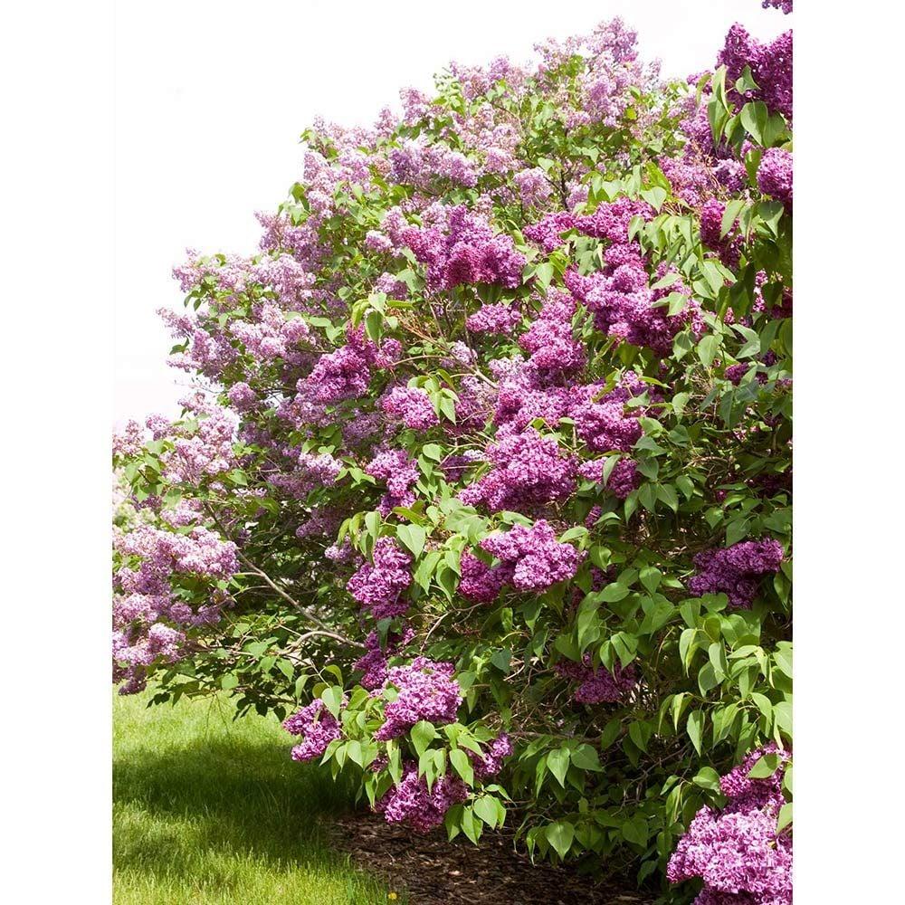 Syringa Vulgaris Monge - View 10 from www redcrocus com
