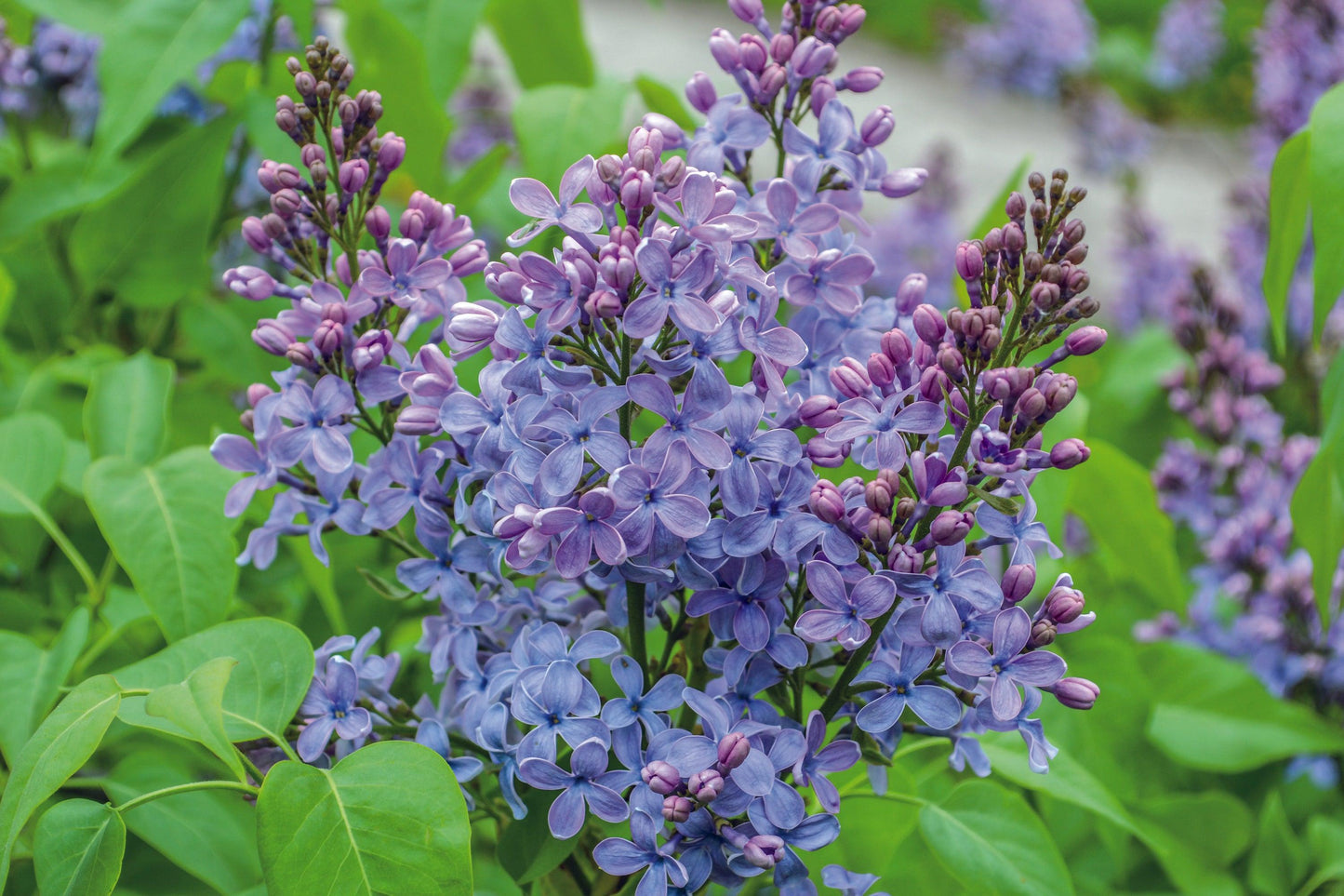 Syringa Vulgaris Monge - View 12 from www redcrocus com