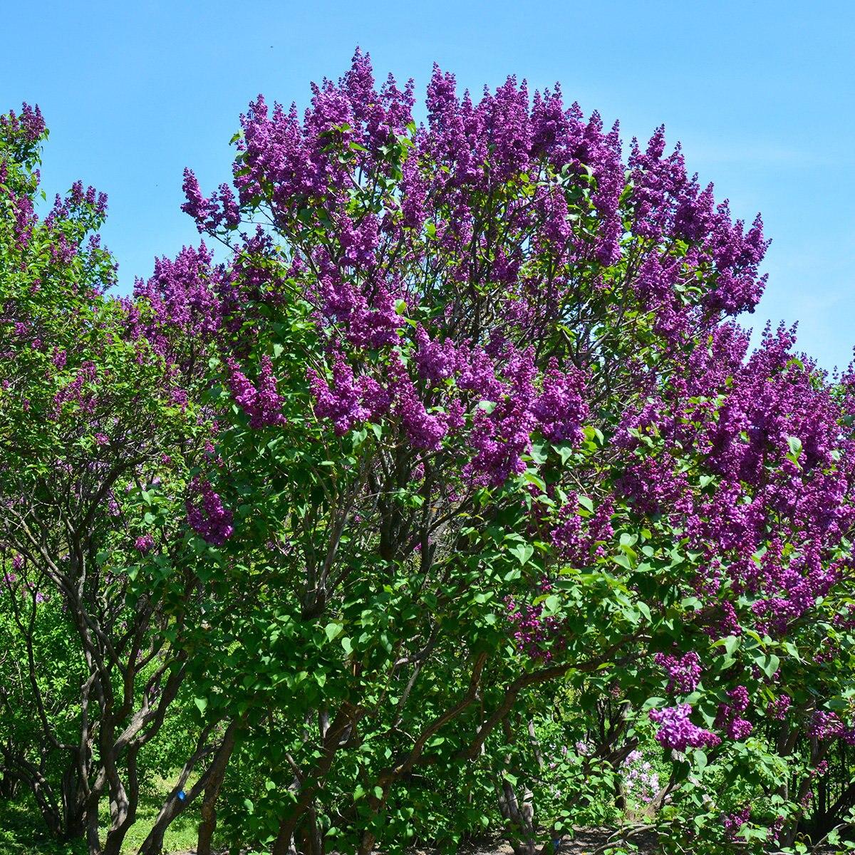 Syringa Vulgaris Monge - View 13 from www redcrocus com