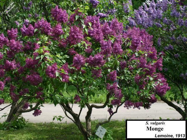 Syringa Vulgaris Monge - View 16 from www redcrocus com