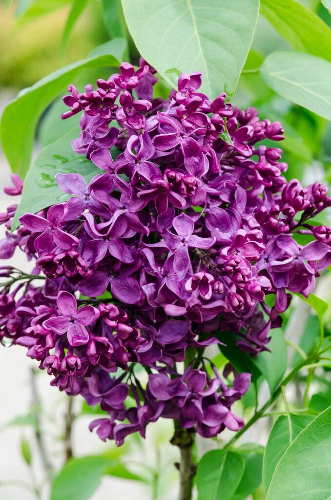 Syringa Vulgaris Monge - View 1 from www redcrocus com