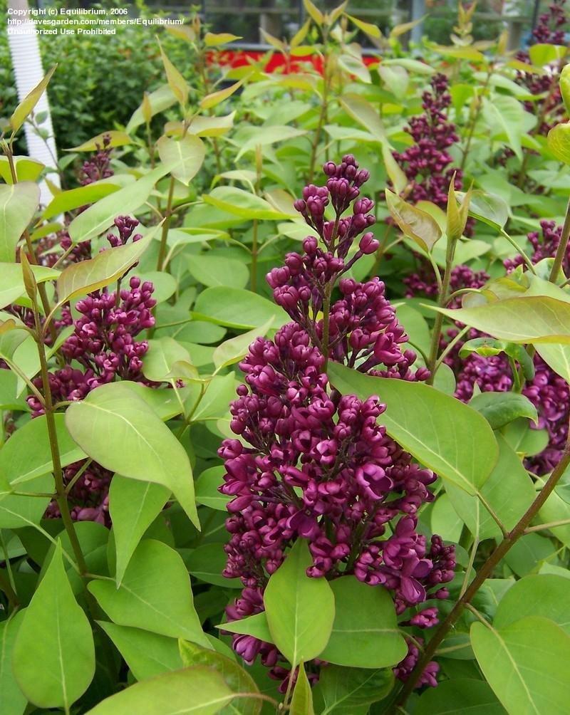 Syringa Vulgaris Monge - View 3 from www redcrocus com