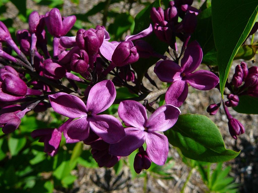 Syringa Vulgaris Monge - View 4 from www redcrocus com
